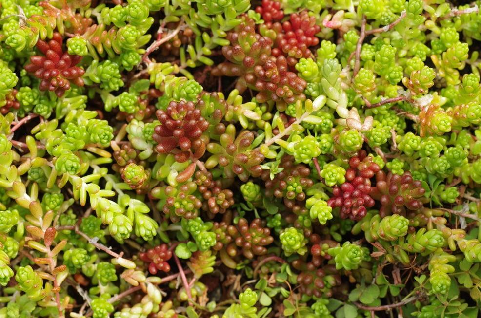 Sedum