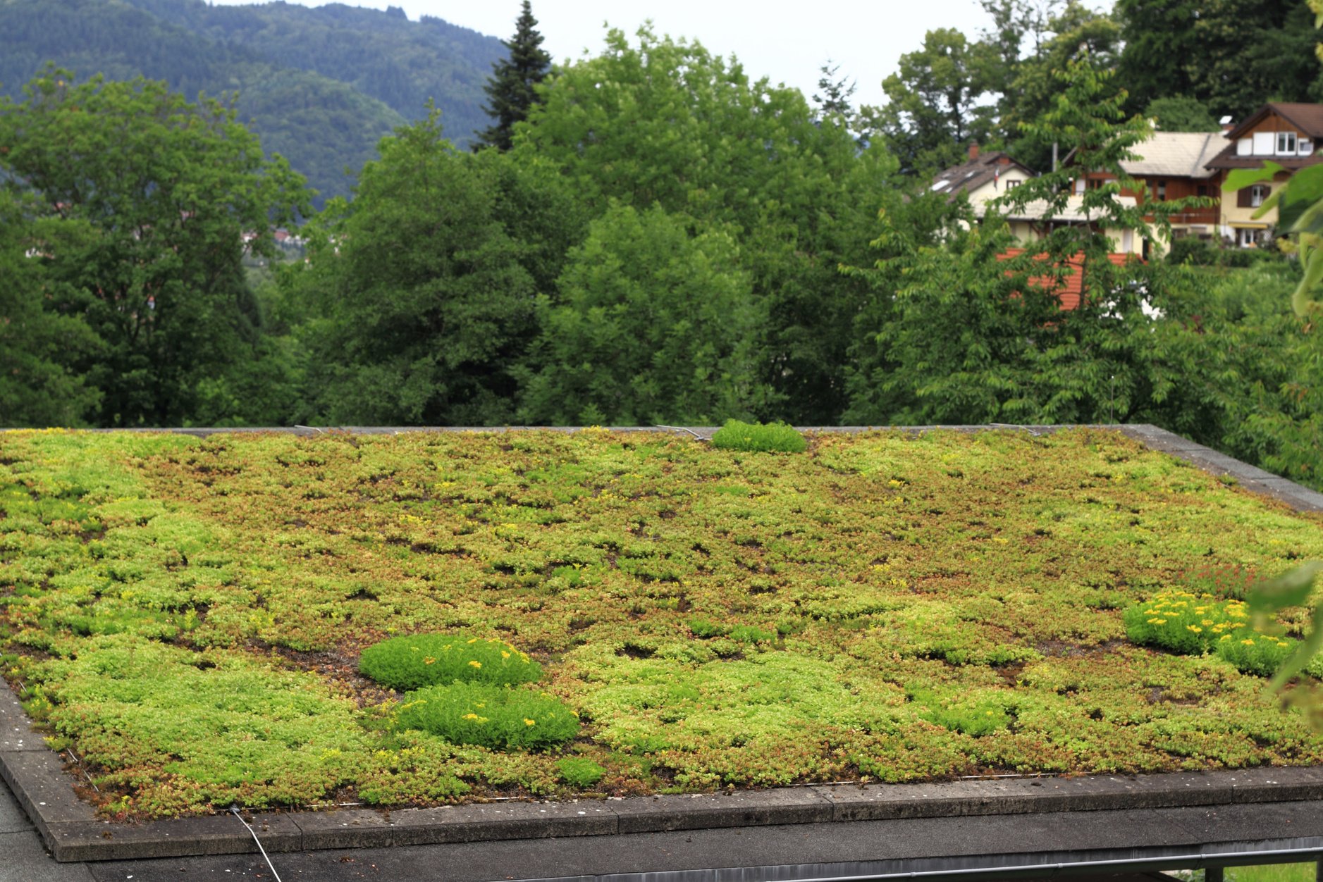 Green roof