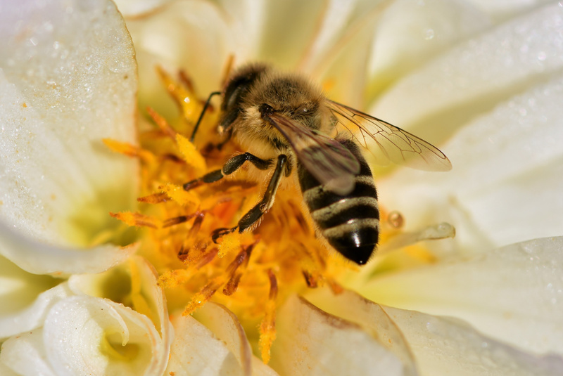 Bee on a Flower